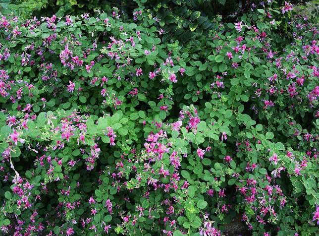 โคลเวอร์เกาหลี - Korean Clover (Lespedeza stipulacea)