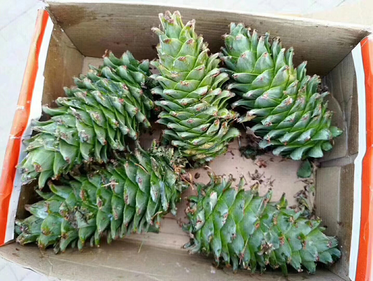 ลูกสนแห้งผลใหญ่ (นำเข้า) - Dried Giant Pine Cone 1 ลูก (ขนาดความสูง 12-16 ซม.)