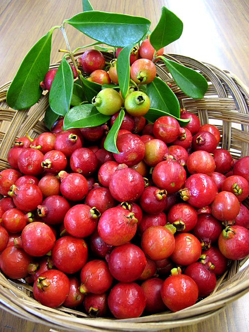 ฝรั่งสตรอเบอรี่สีแดง - Red Strawberry Guava