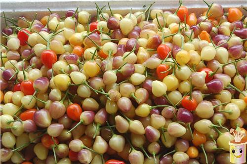 พริกเชอรี่จีนประดับ - Chinese Cherry Ornamental Pepper