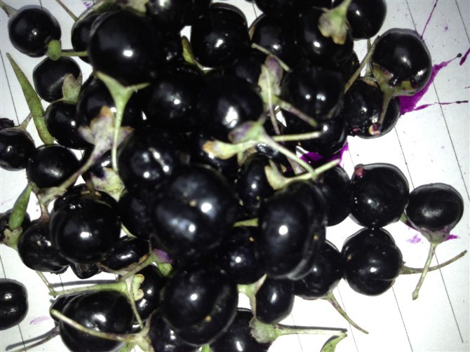 โกจิเบอร์รี่สีดำ - Black Goji berry