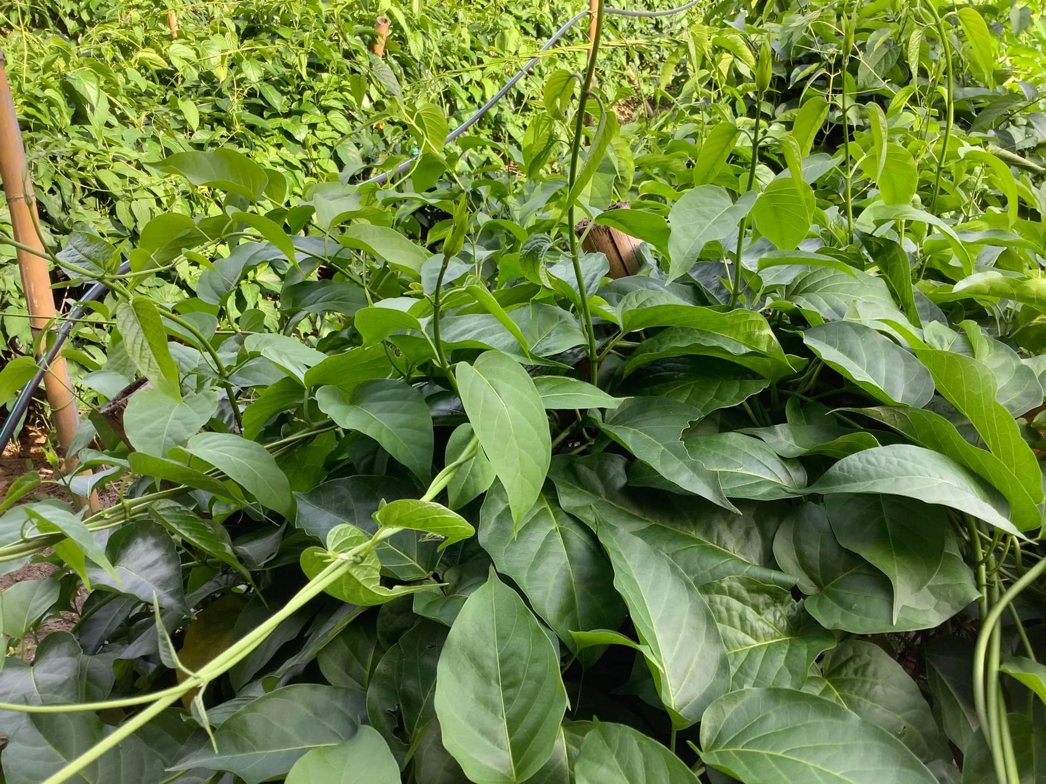 เชียงดาแคปซูล 120 เม็ด ผักเชียงดาออร์แกนิค 100% รับรองมาตรฐาน NFI ขนาด 500mg แคปซูลพืชธรรมชาติ ปลอดสารเคมี ไม่ผสมสมุนไพรอื่น เฉพาะผักเชียงดาแท้จากเชียงใหม่ ช่วยควบคุมเบาหวาน ลดความดัน ลดไขมัน พร้อมดีท็อกซ์ร่างกาย