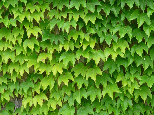 ไอวี่บอสตัน - Boston Ivy