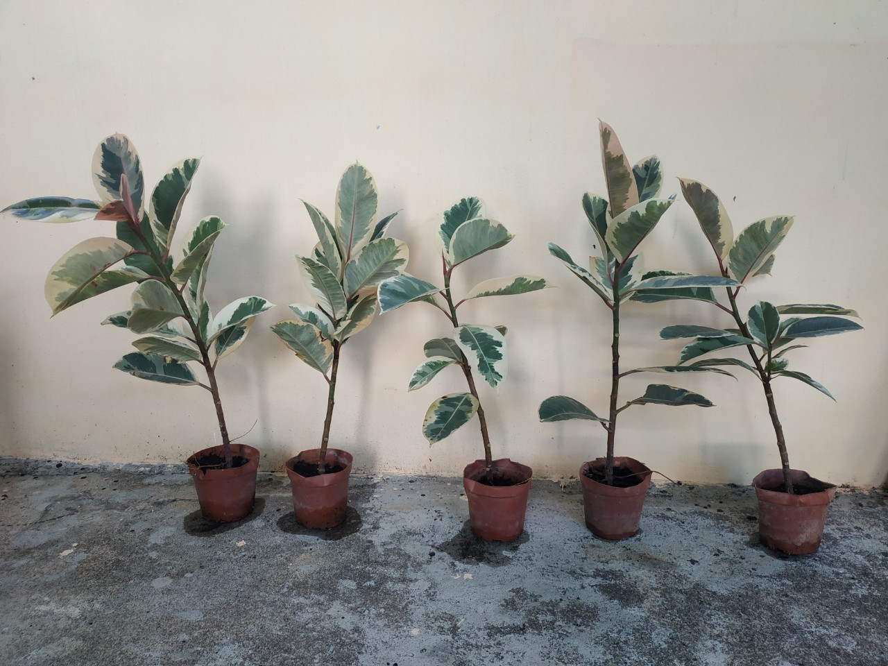 ต้นยางอินเดียใบด่าง - Ficus elastica Variegata