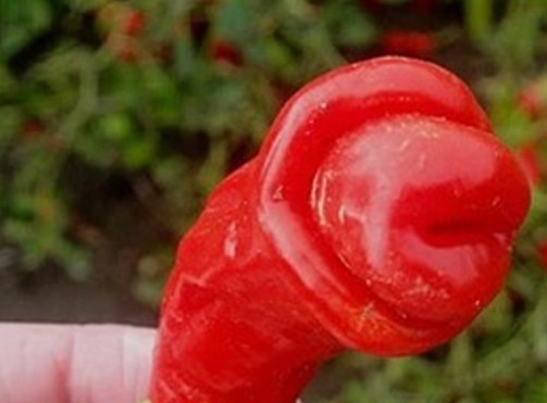 พริกกระจู๋สีแดง - Red Peter Pepper