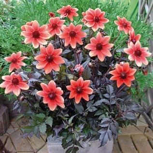 รักเร่ก้านใบสีดำ - Mixed Bronze Foliage Dahlia
