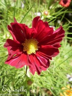 ดาวกระจายสีแดง - Red Dazzler Cosmos