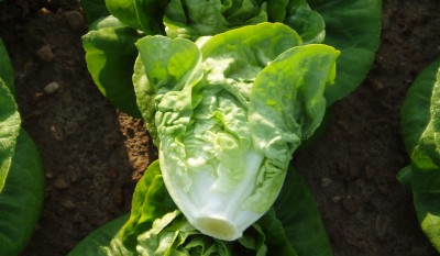ผักสลัดลิตเติ้ลเจ็ม - Little Gem Lettuce