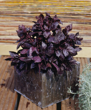 โหระพาดาร์กโอปอล - Dark Opal Basil