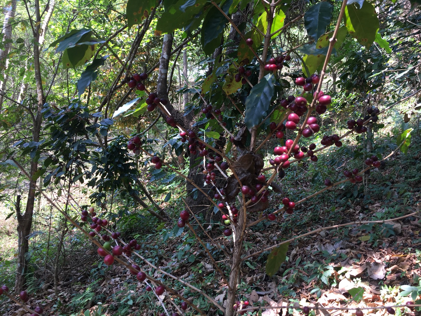 กาแฟบด ผงกาแฟ ขนาด 500 กรัม ชนิดคั่วเข้ม Ground Coffee - Medium Roast 500 g กาแฟอาราบิก้า (Arabica) 100% Shade Grown Coffee ปลูกกาแฟใต้ร่มเงา เมล็ดกาแฟออร์แกนิค ปลูกแบบธรรมชาติ ปลอดสาร จากยอดดอย อ.แม่อาย จ.เชียงใหม่