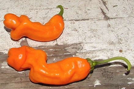 พริกกระจู๋สีส้ม - Orange Peter Pepper