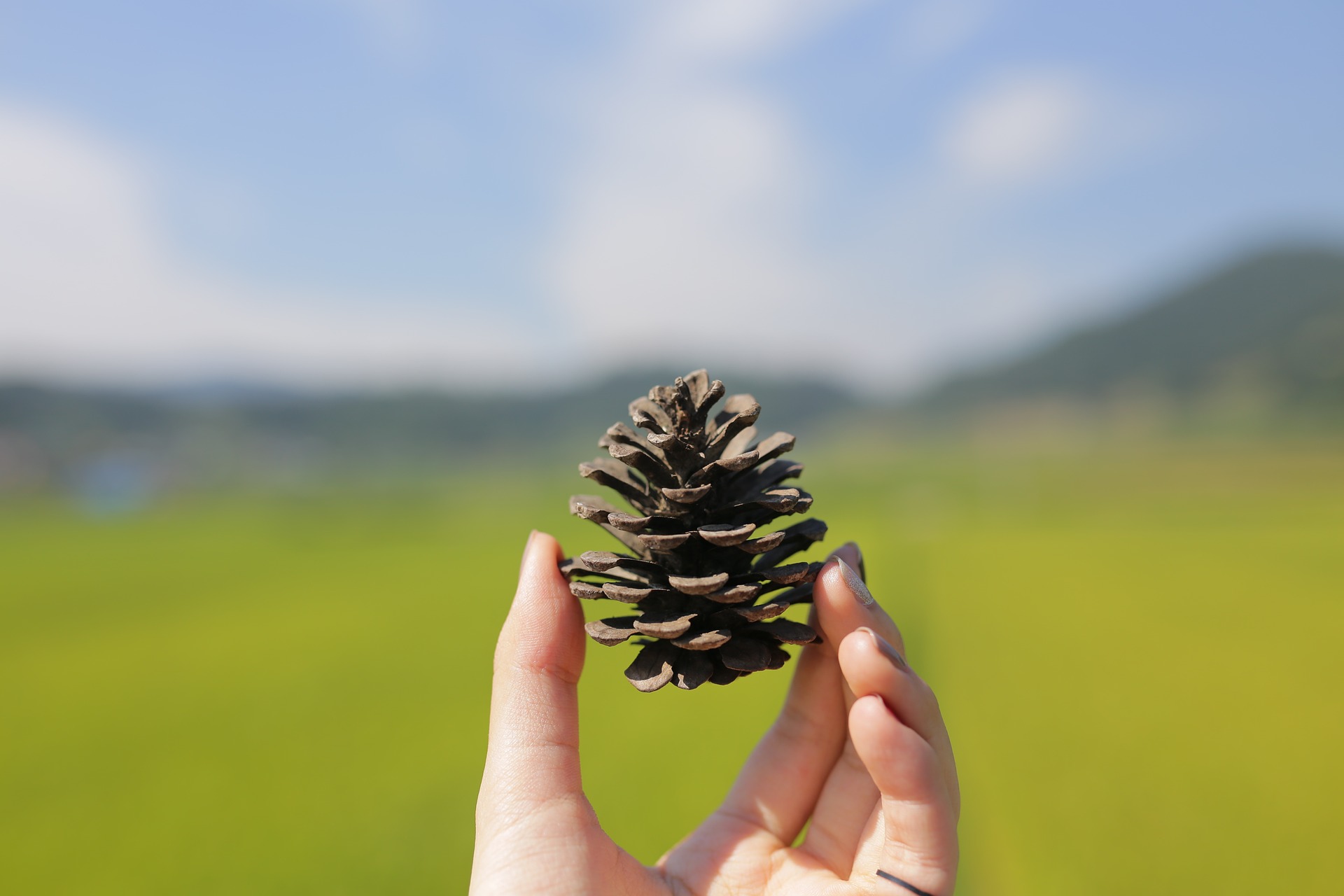 ลูกสนแห้ง 20 ลูก - Dried Pine Cone (เส้นผ่านศูนย์กลางประมาณ 3-4 ซม.)