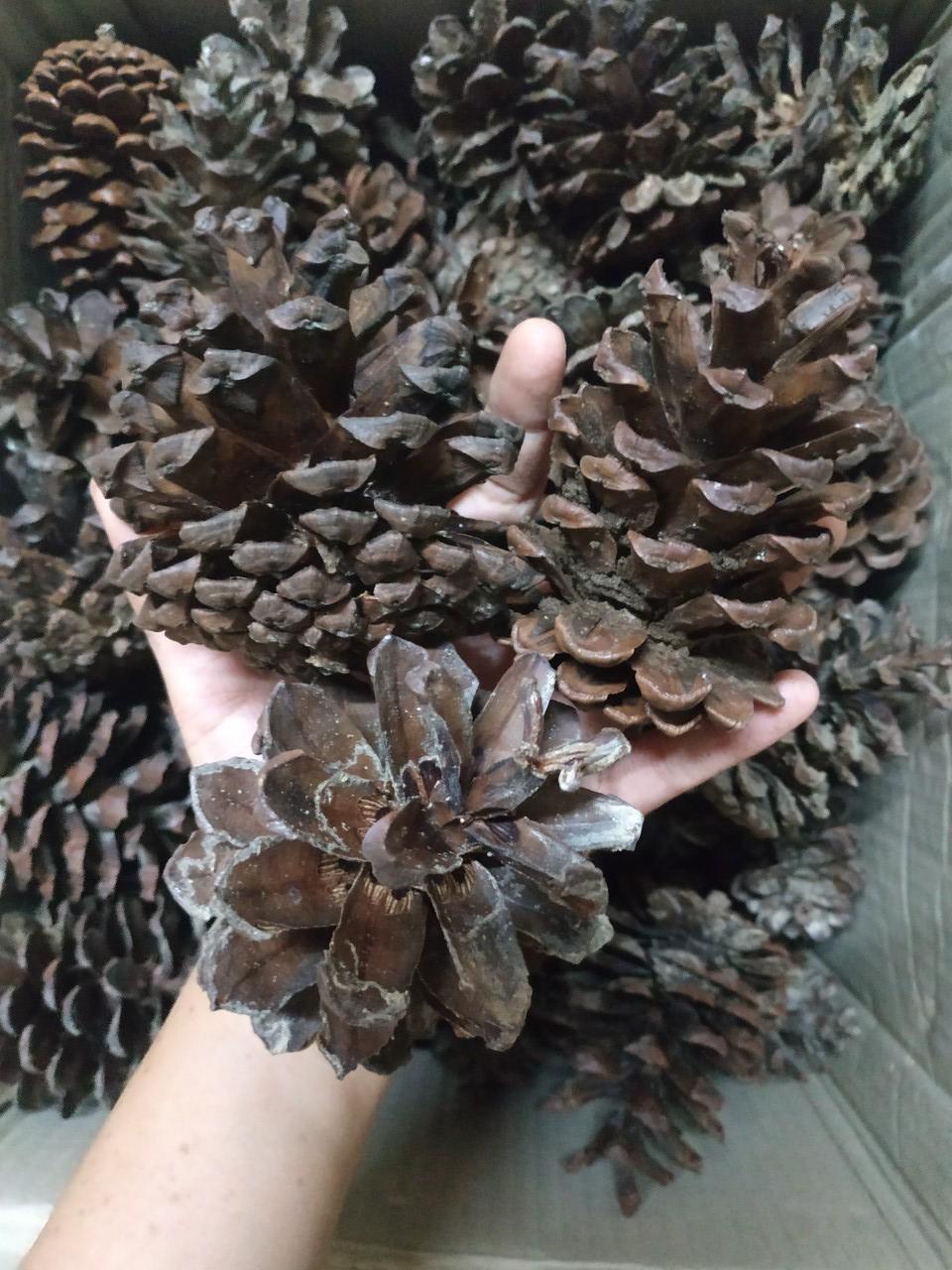 ลูกสนแห้ง - Dried Pine Cone (ขนาดความสูง 4-5 นิ้ว)