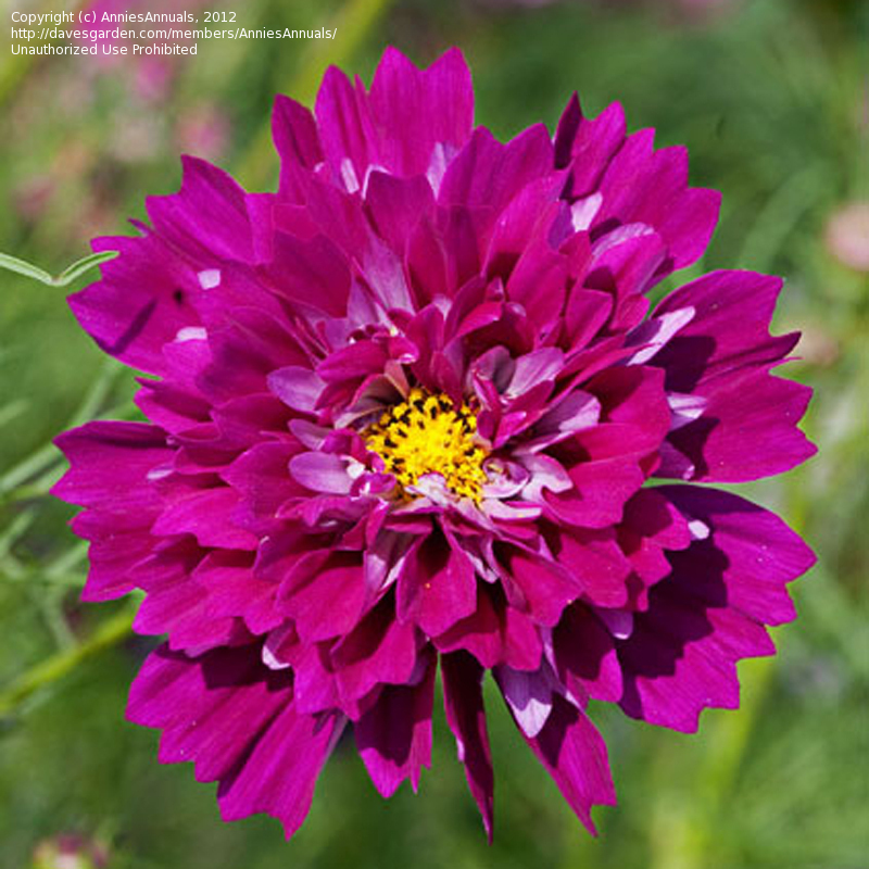 ดาวกระจายดอกซ้อนสีบานเย็น - Double Click Cranberries Cosmos