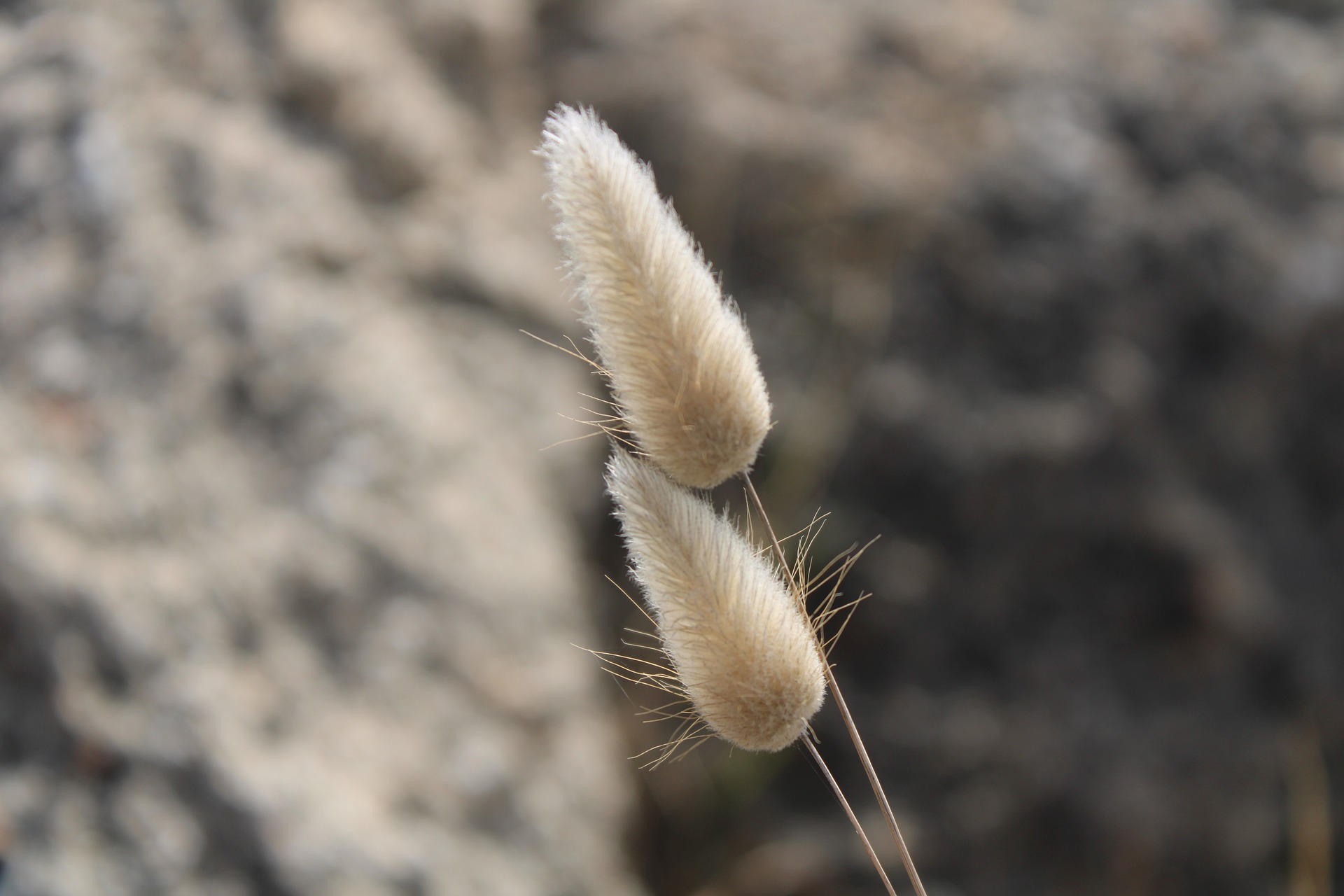 หญ้าหางกระต่าย - Bunny Tail Grass 100 เมล็ด
