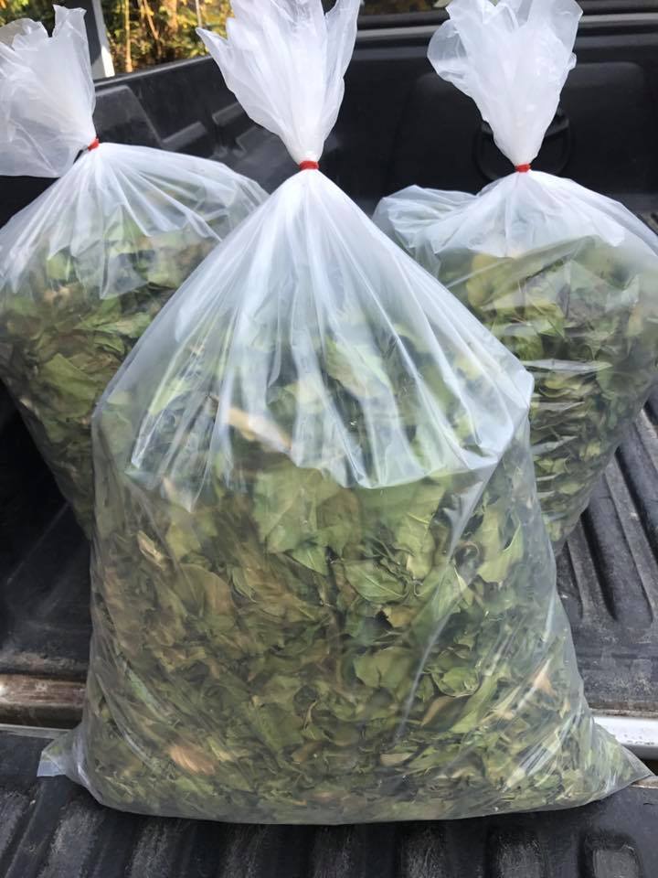 ชาชงผักเชียงดา ชาเชียงดา Gymnema tea ขนาดบรรจุ 30 ซองชา ชาชงผักเชียงดา ได้รับเครื่องหมาย ประทับตรา NFI ชาผักเชียงดา ปลอดสาร ไม่ผสมสมุนไพรตัวอื่นๆ เหมาะสำหรับผู้ที่มีปัญหา เบาหวาน ความดันโลหิตสูง ไขมันพอกตับ ไขมันในเส้นเลือด ช่วยในเรื่องลดคลอเรสเตอรอล