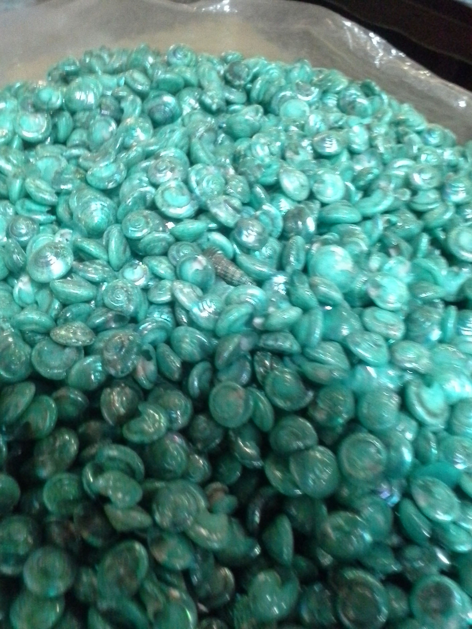 หอยทับทิมสีฟ้าเคลือบมุกชั่งกิโล