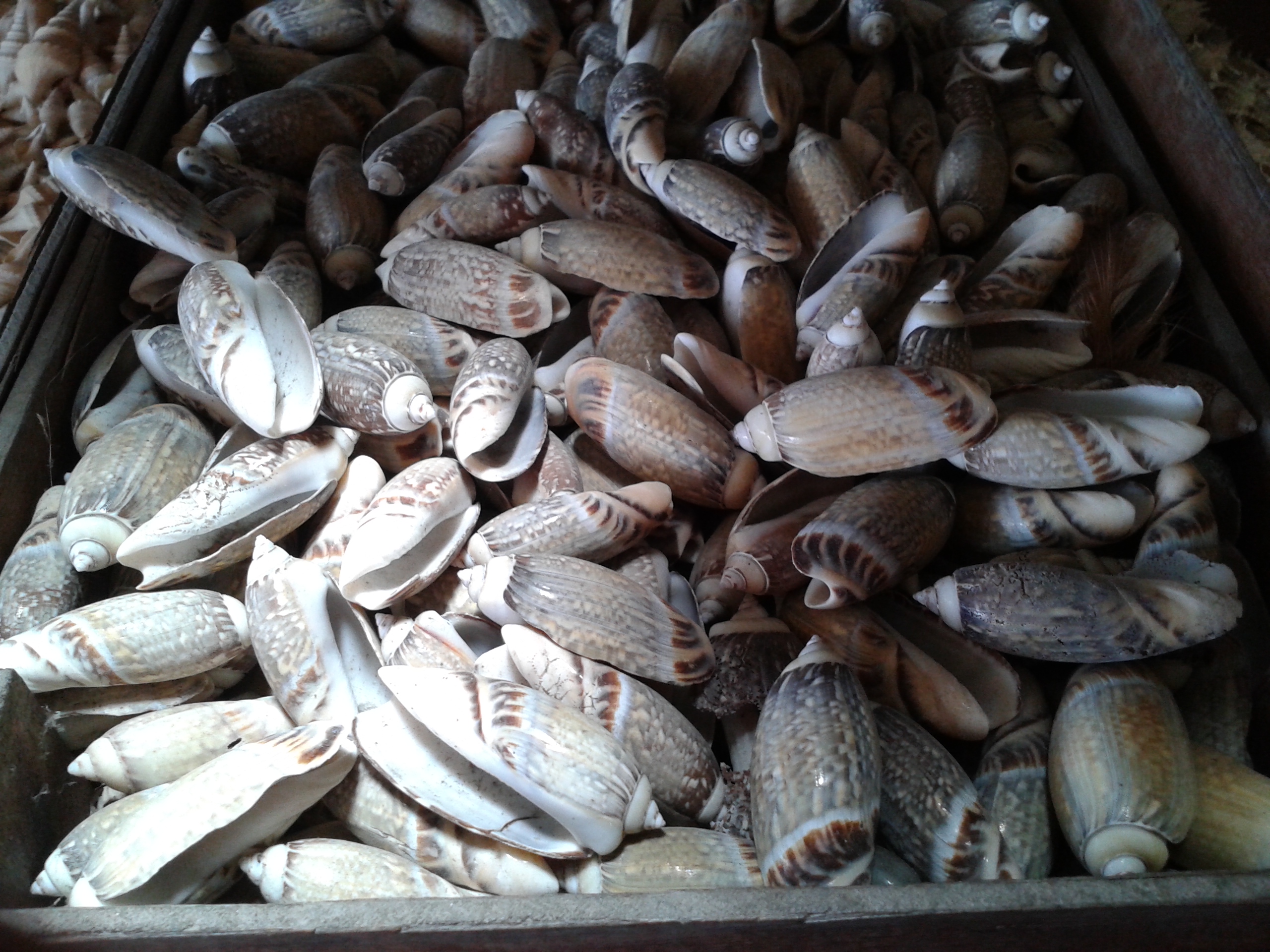 เปลือกหอยเม็ดขนุนชั่งกิโล