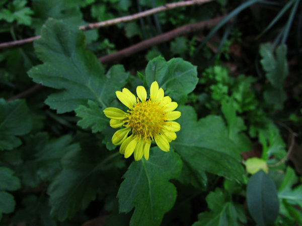 เก๊กฮวยป่าสีเหลือง - Dendranthema indicum