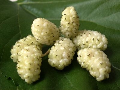หม่อนขาว - White Mulberry