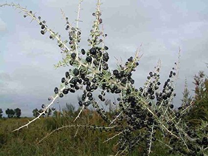 โกจิเบอร์รี่สีดำ - Black Goji berry