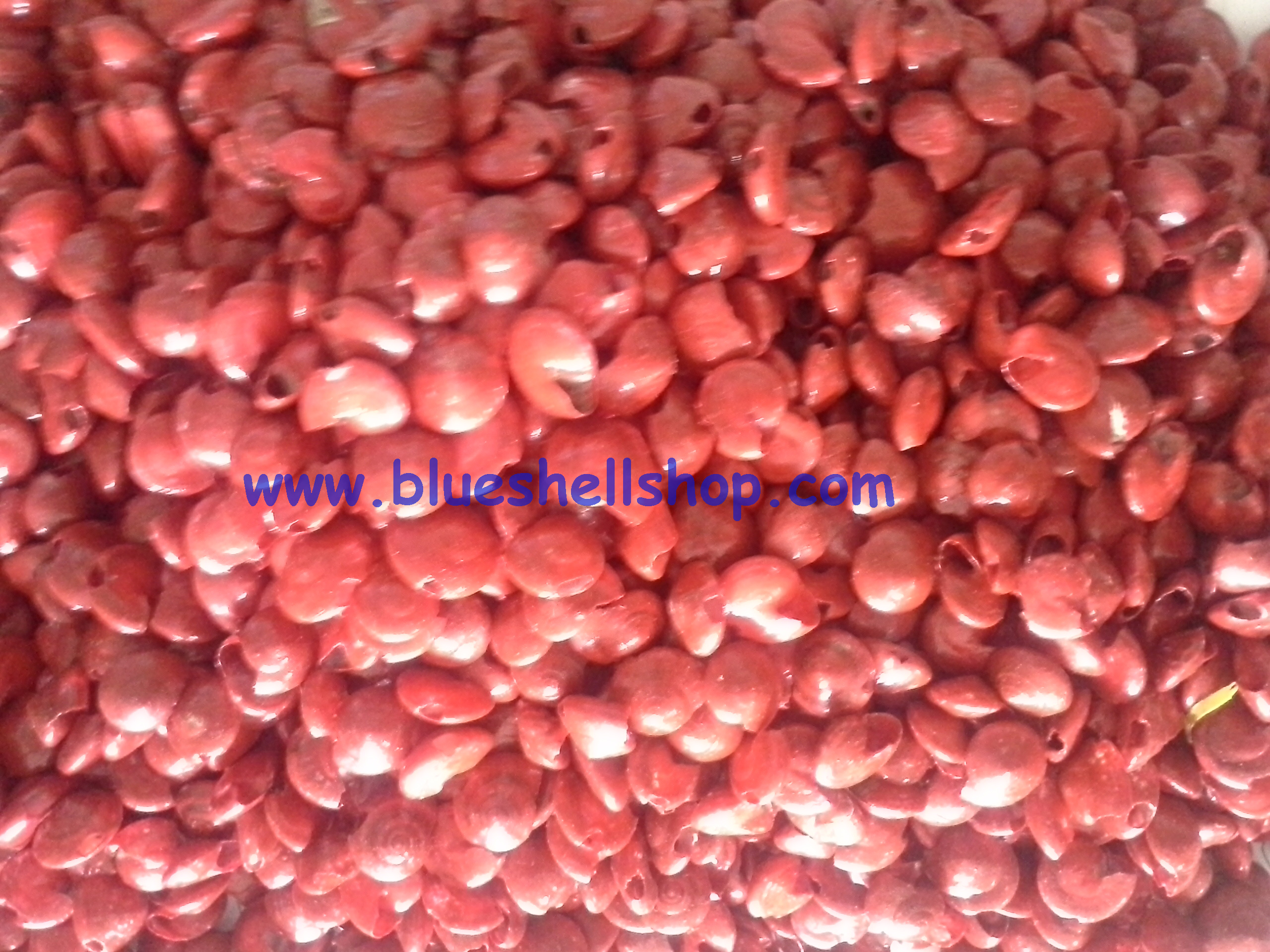 หอยทับทิมแดง