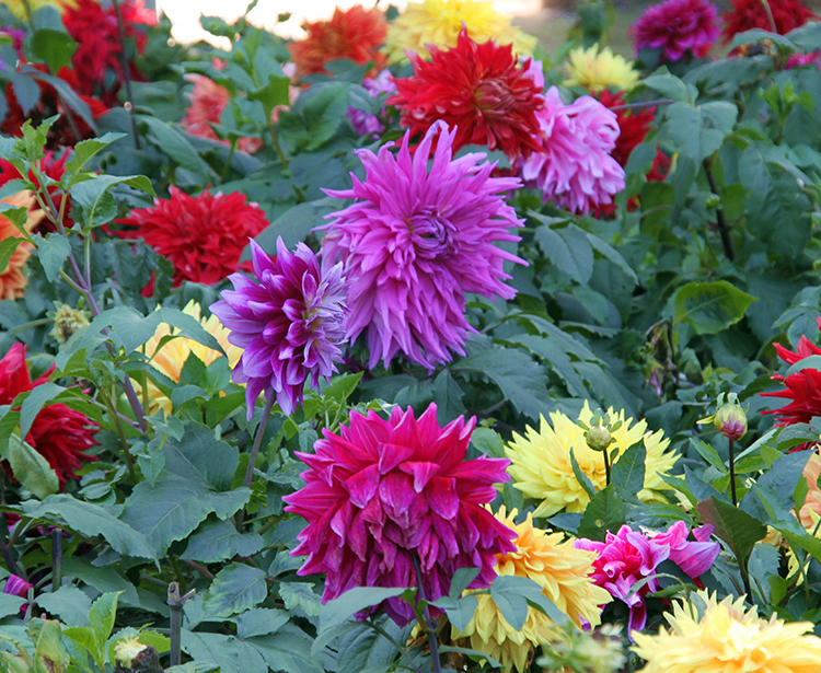 รักเร่ดินเนอร์เพลทคละสี - Mixed Dinner Plate Dahlia