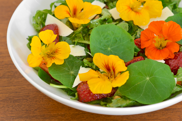 นัซเทอร์เที่ยมคละสี (ดอก ใบ ทานได้) - Mixed Nasturtium (Tropaeolum nanum)