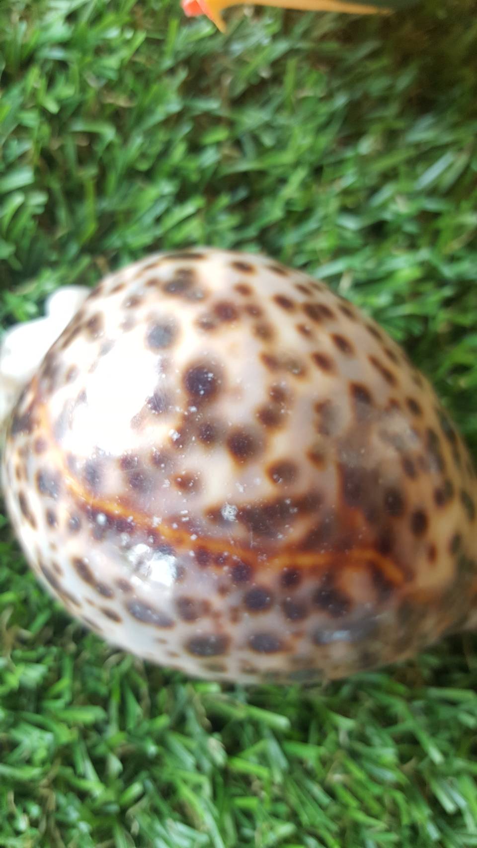 เปลือกหอยเบี้ยโป่งลายเสือ