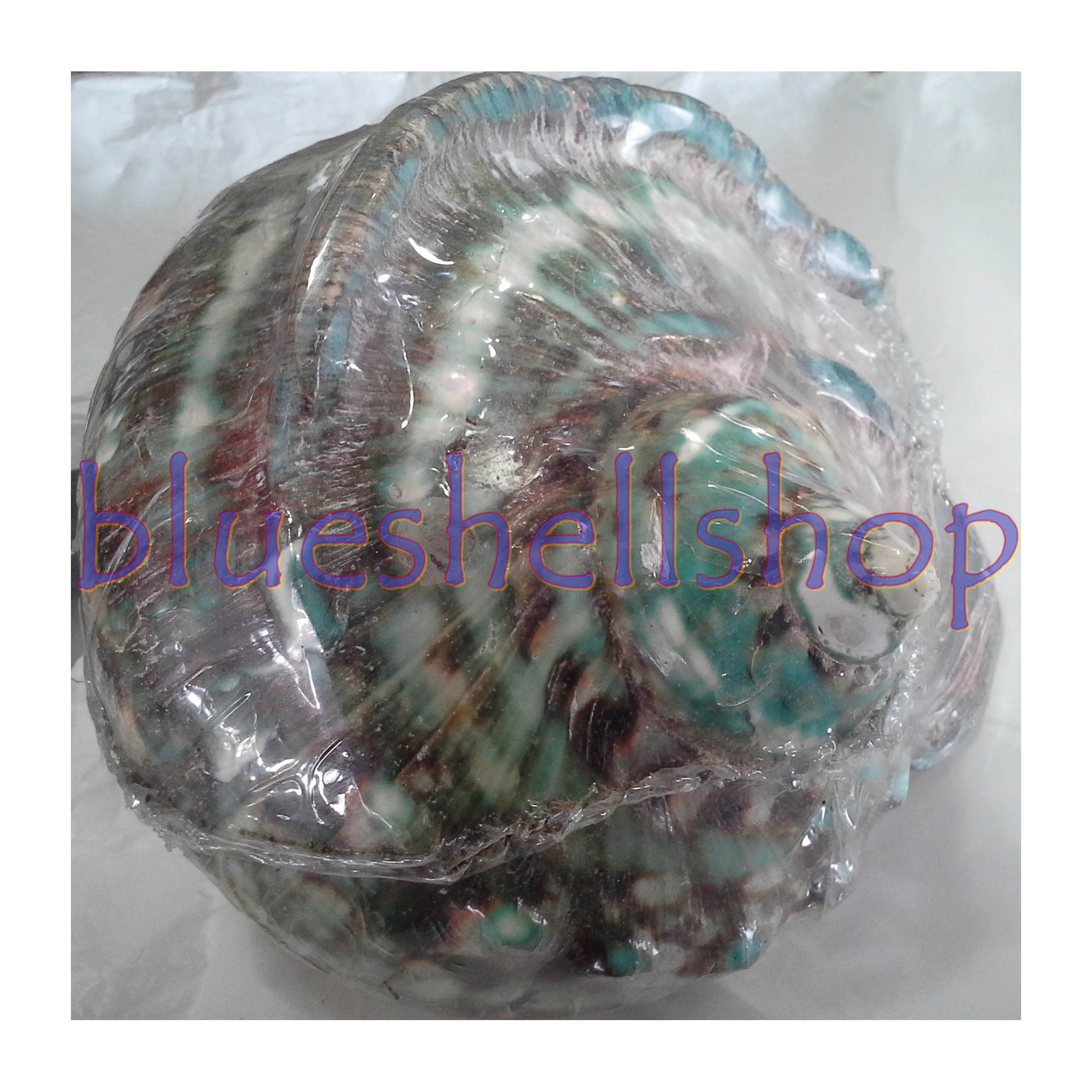 หอยมุกไฟขัดเขียว