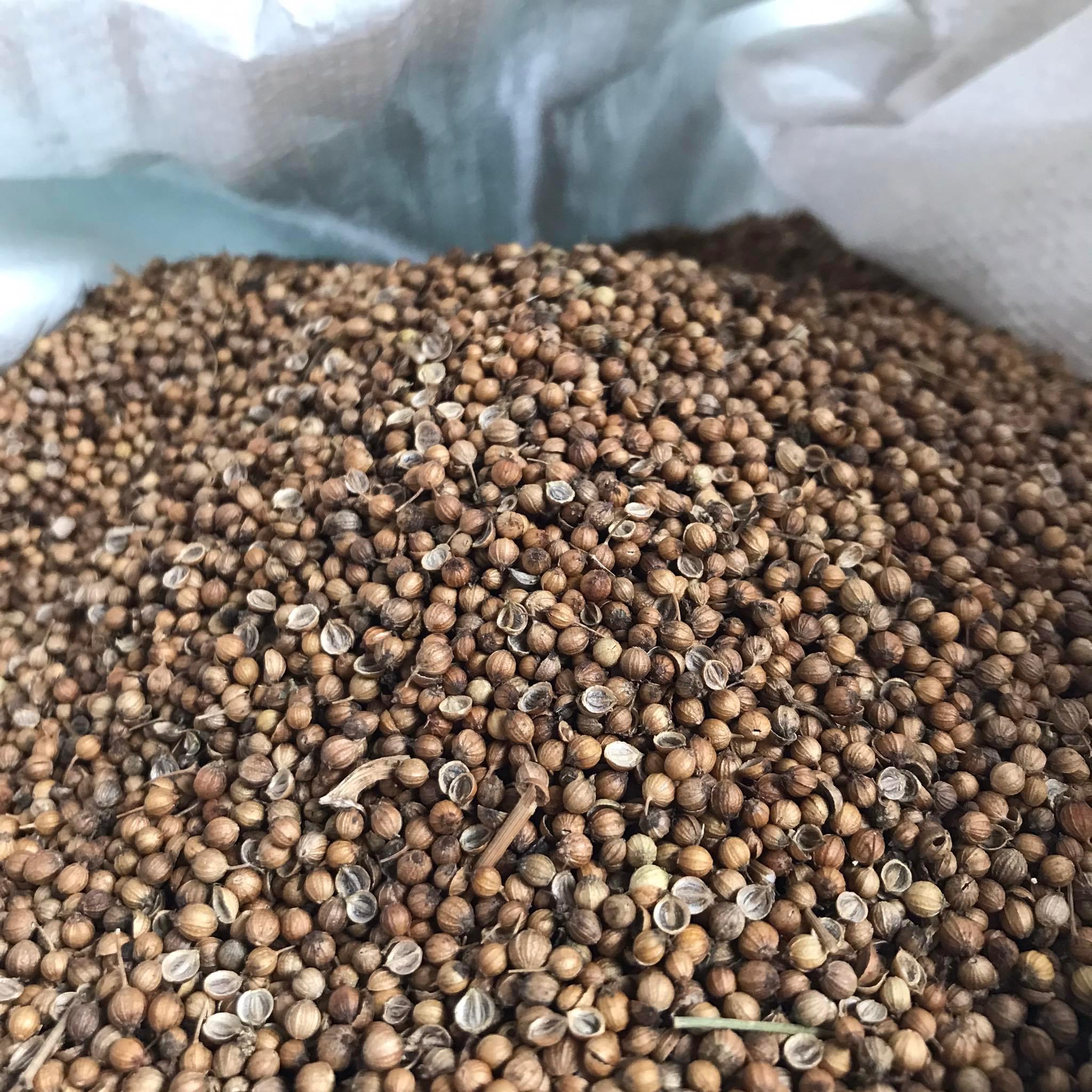 เมล็ดพันธุ์ผักชีไทย เม็ดผักชี ขนาด 1 กิโลกรัม Coraninder seed / ลูกผักชี เมล็ดผักชี เมล็ดผักชีนำมาใช้เป็นเครื่องเทศ ลูกผักชีจะมีกลิ่นรสคล้ายพืชตระกูลส้ม มะนาว