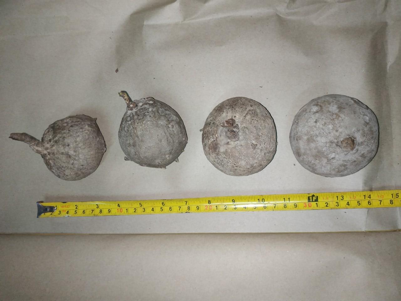 บัวบกโขด - Stephania erecta