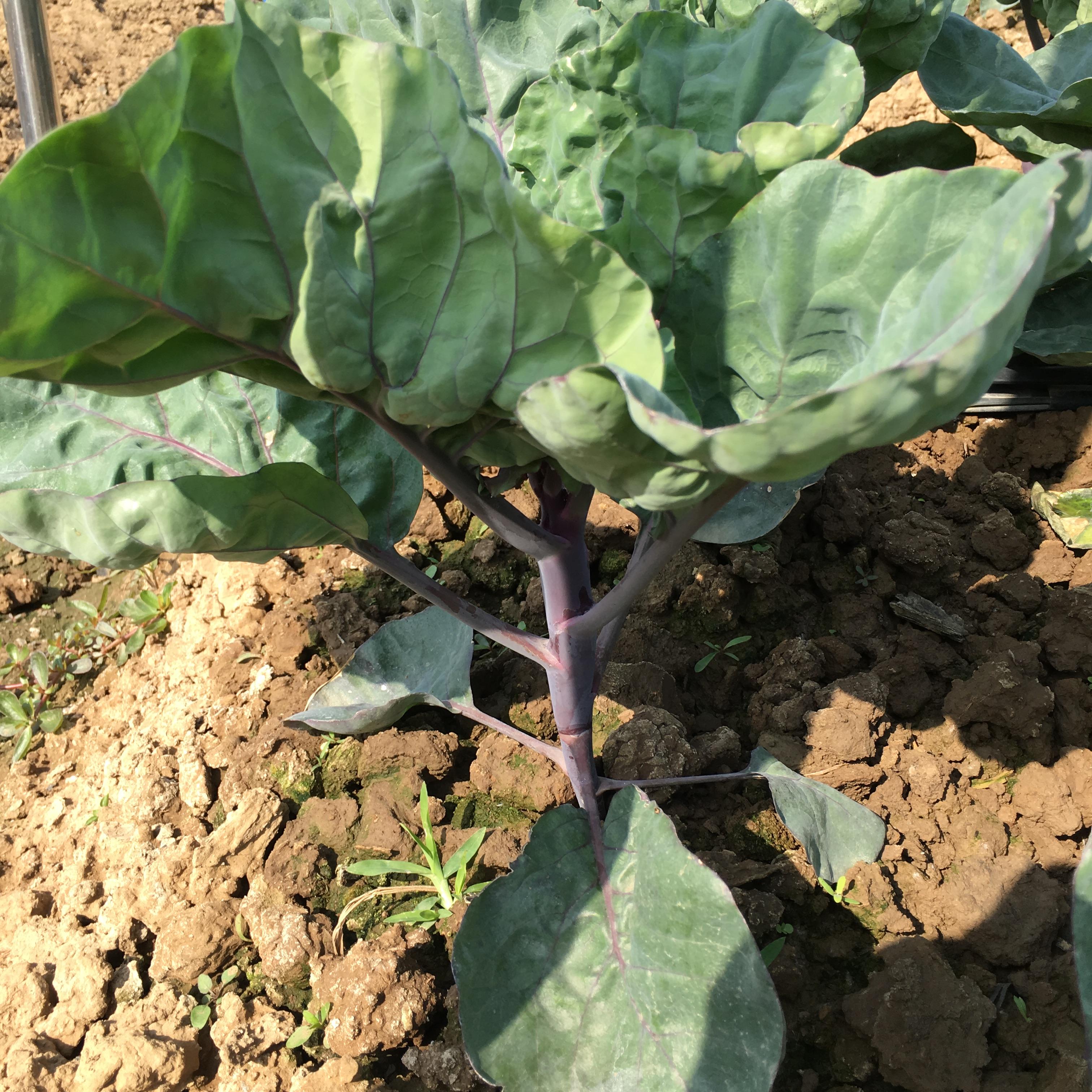 คะน้าก้านแดง F1 - Red Chinese Kale F1