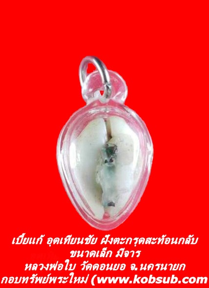 เบี้ยแก้ อุดเทียนชัยฝังตะกรุดสะท้อนกลับ มีจาร ขนาดเล็ก หลวงพ่อใบ วัดดอนยอ จ.นครนายก