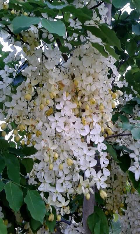 คูนขาว - Cassia Fistula