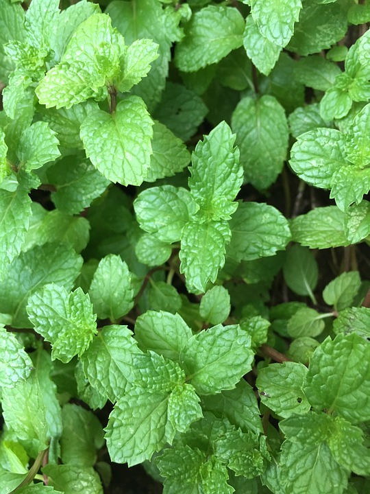 มินต์ - Green Mint