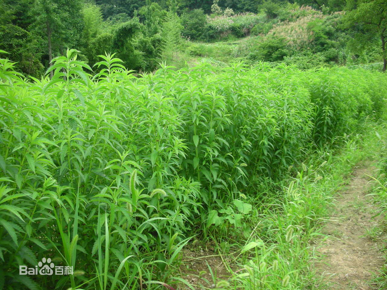 รากถั่วถังเช่า - Stachys geobombycis