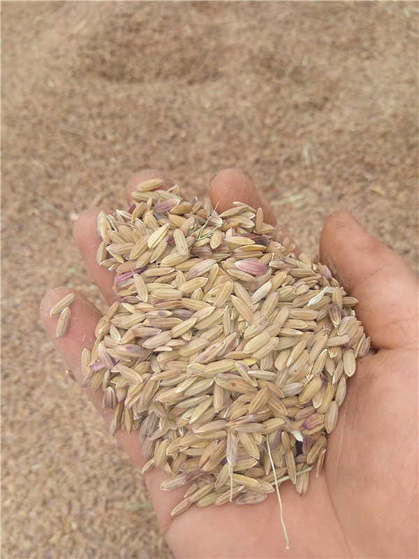 ข้าวอินเดียเมล็ดยาวสีดำ - Black indica Rice