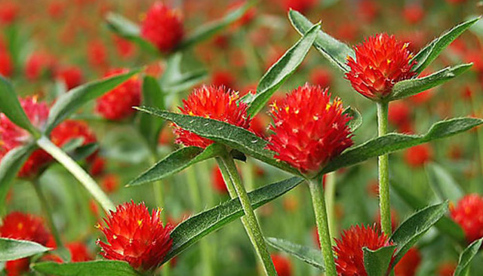 บานไม่รู้โรยสีแดง - Strawberry Gomphrena