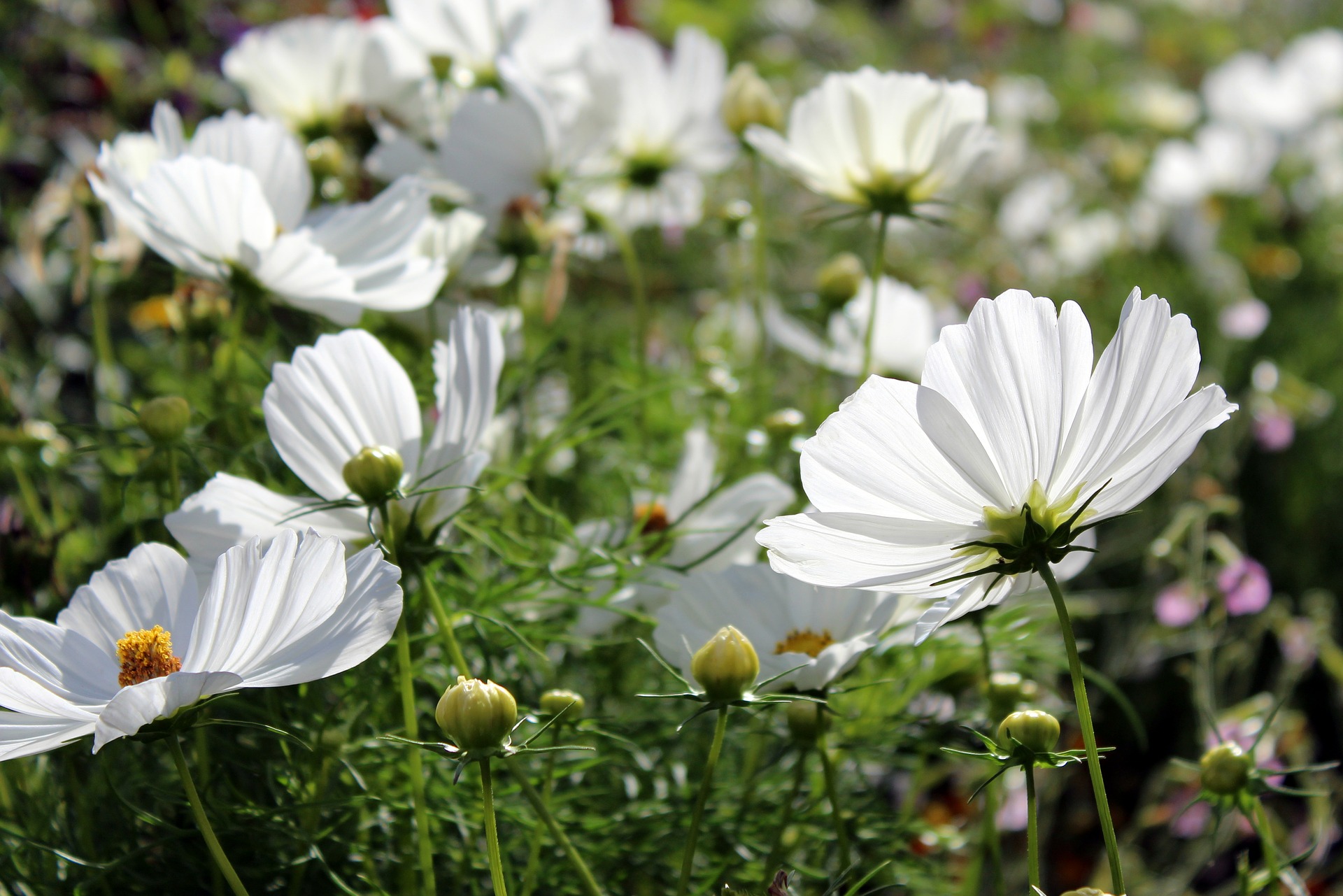 ดาวกระจายสีขาว - White Cosmos