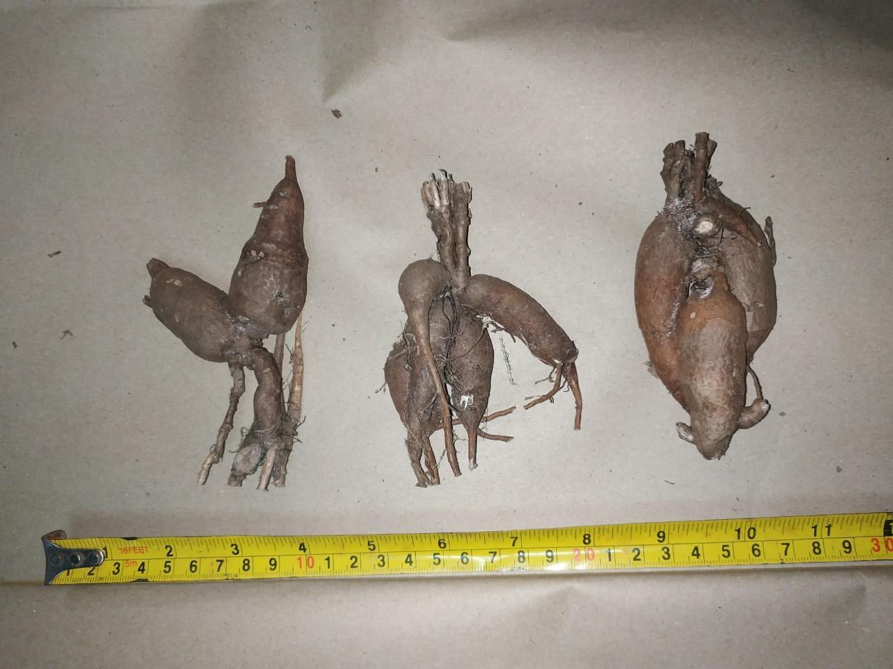 รากโสมชบา - Decaschistia parviflora