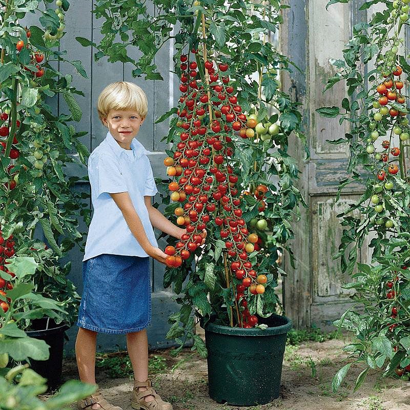 มะเขือเทศซุปเปอร์สวีท 100 - Super sweet 100 Tomato