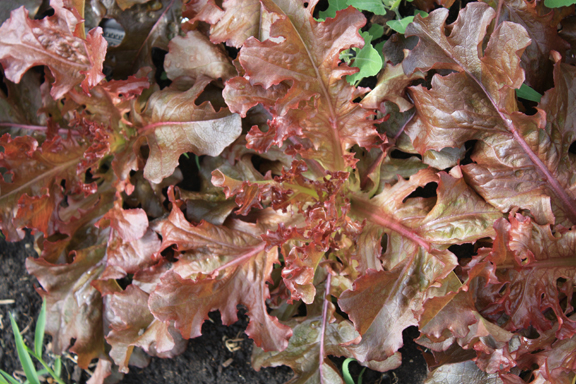 ผักสลัดโบลแดง - Red Salad Bowl Lettuce