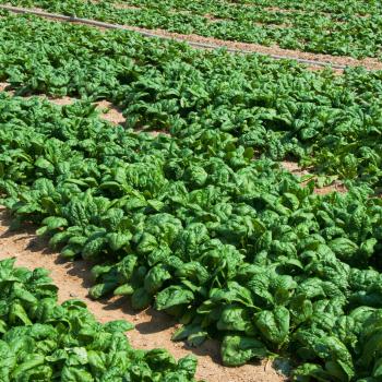 ผักปวยเล้งบลูมสเดล - Bloomsdale Spinach