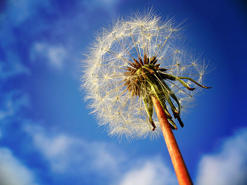 แดนดิไลออน - Dandelion