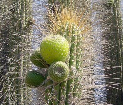 โกเปา - Copao