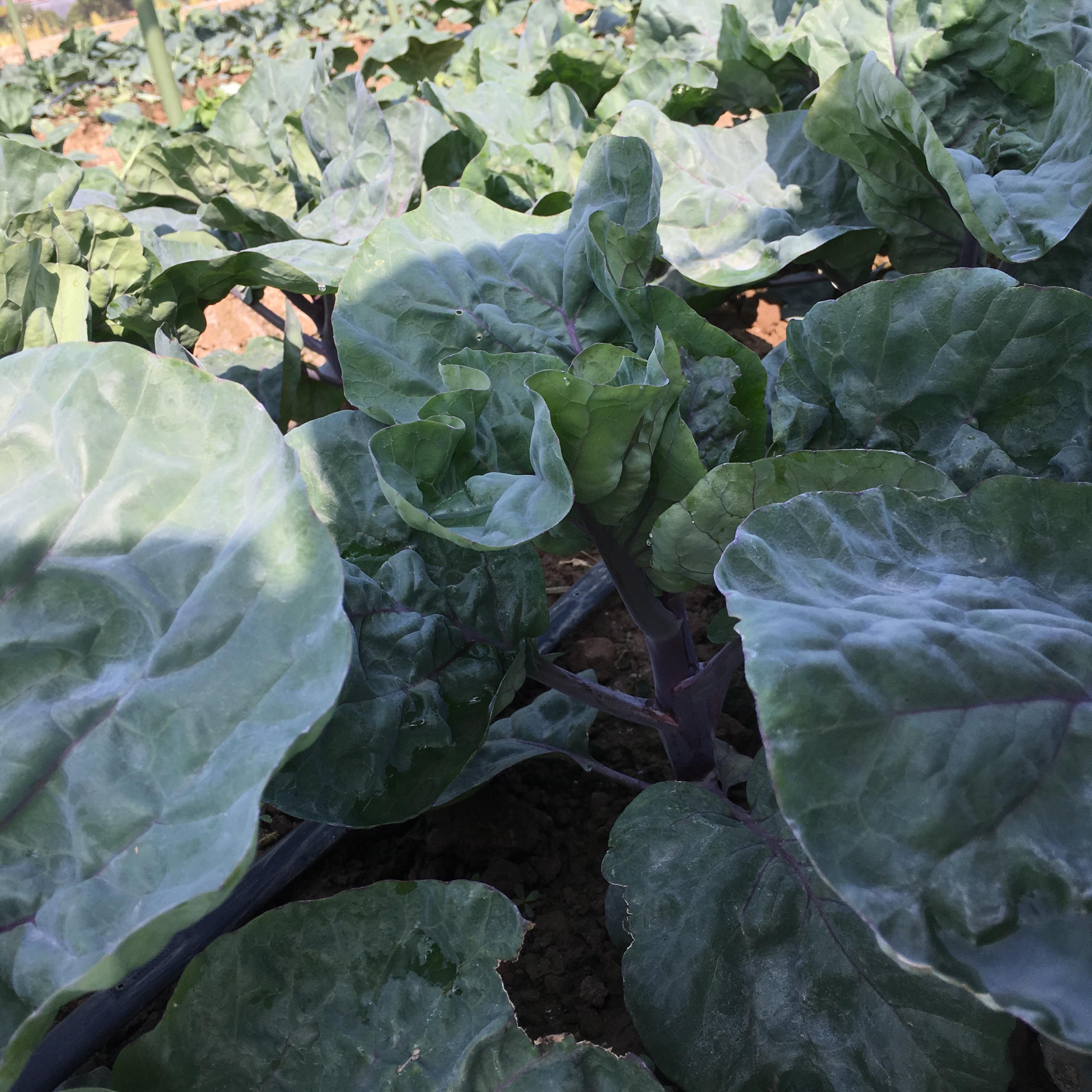 คะน้าก้านแดง F1 - Red Chinese Kale F1