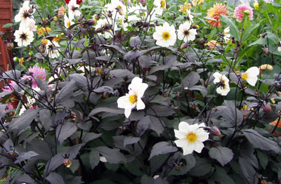 รักเร่ก้านใบสีดำ - Mixed Bronze Foliage Dahlia