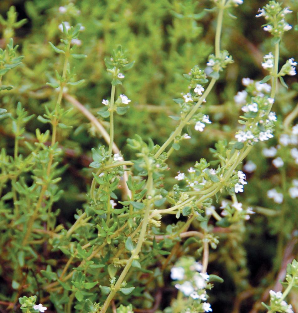 ไทม์เยอรมัน - German Thyme