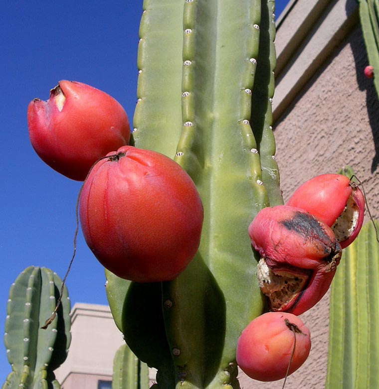 แอปเปิลเปรูเวียนสีแดง - Red Peruvian Apple